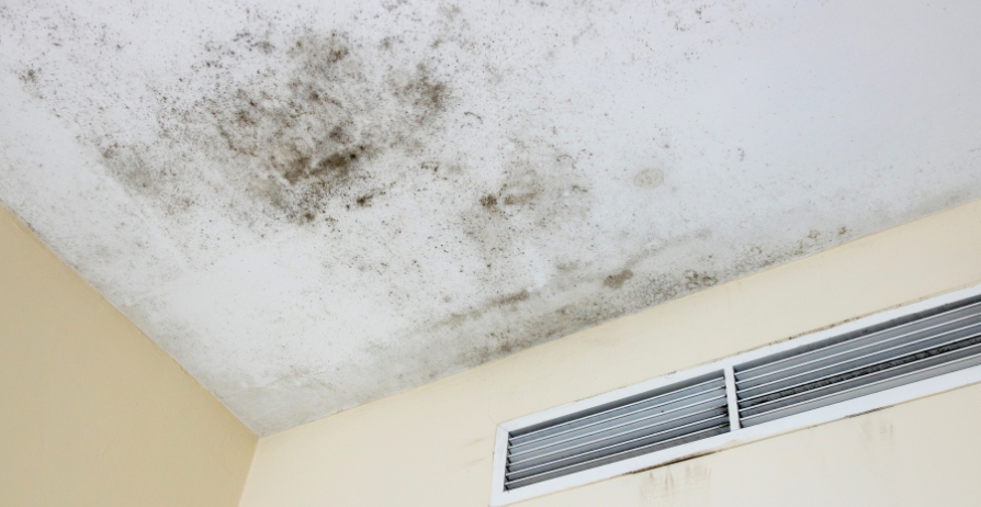 mould