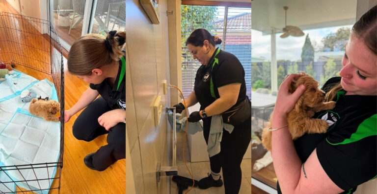 TCL Team in action with pets